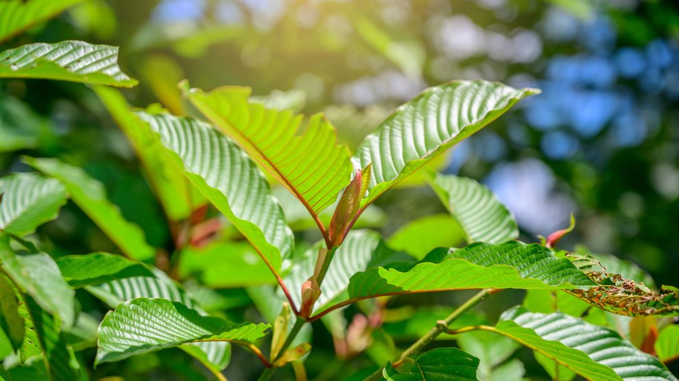 What Are the Best Methods for Consuming Green Vein Kratom?