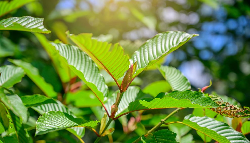 What Are the Best Methods for Consuming Green Vein Kratom?